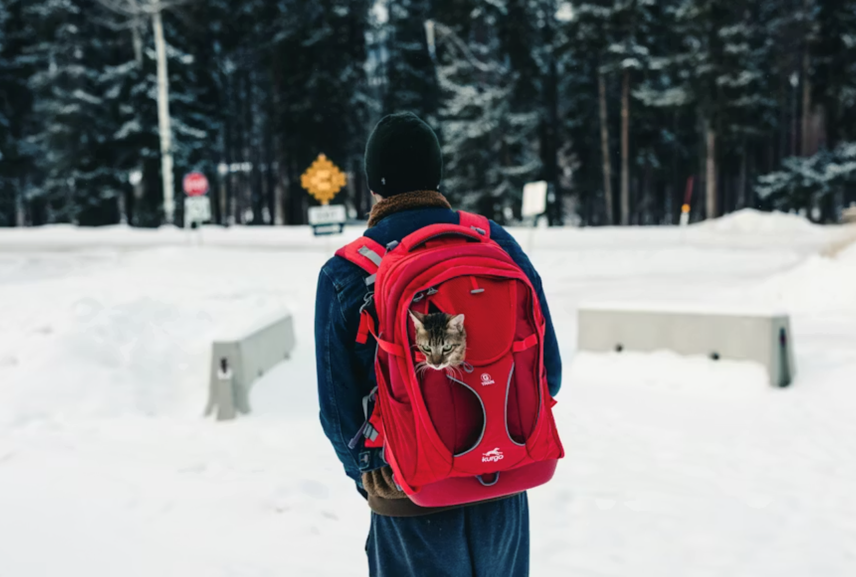 Cost of Living in Montreal for Students